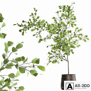 Decorative small Linden tree, Hazel in a rusty metal pot. Set 953.