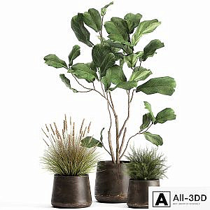 A collection of potted plants with a small Ficus lyrata tree with large leaves. Set 971.