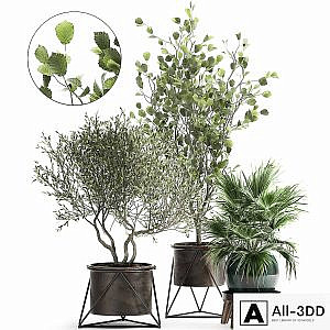 Collection of plants in pots with Olive tree, ficus, fan palm, hazel, linden. Set 975.