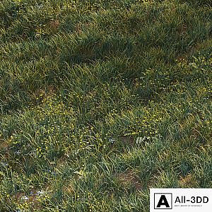 June grass