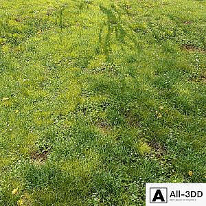 Meadow 3