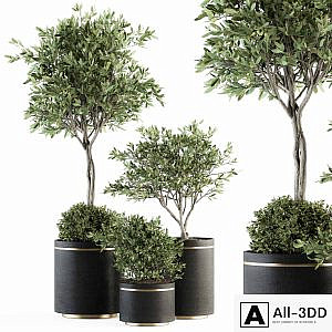 indoor Plant Set 239 - Olive in Pot
