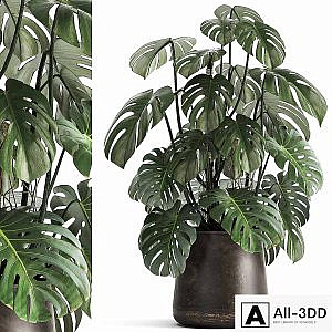 An exotic plant in a rusty metal pot with a Monstera bush. 1001.
