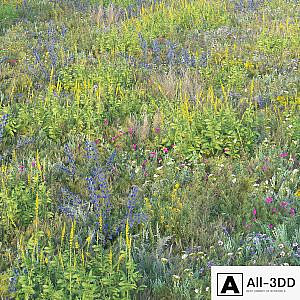 Blooming meadow grass 2