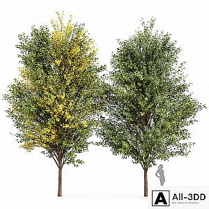 Canadian Poplar 2 Trees