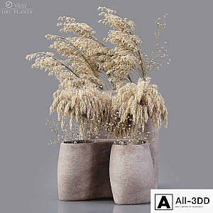 Dry plants