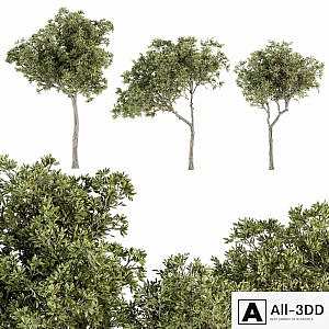 Small Fringe Tree - Set 49
