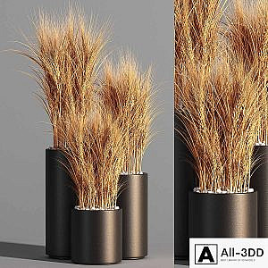 Indoor Plant Set 47 Wheat