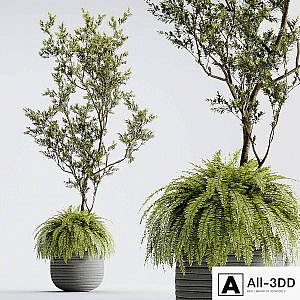 Indoor Plant 01 - ORGANIKA
