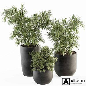 indoor Plant Set 253 - Plants Set in pot
