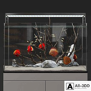 Aquarium discus fish