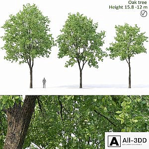 Oak