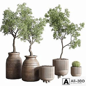 collection indoor outdoor plant 114 vase concrete wood old pot tree cactus