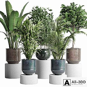 collection Indoor plant 115 metal dirt old vase handmade pot plant ravenala ficus rubbery palm