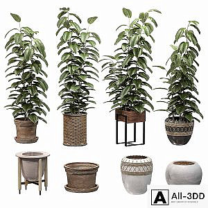 Ficuses in pots