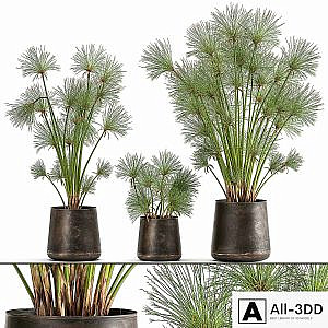 Collection of exotic plants in metal rusty pots with Papyrus, Syt, Cyperus. 1048.