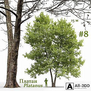 Plane-tree / Sycamore / Platanus #8