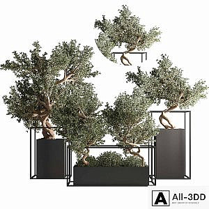 indoor plant bonsai set 24