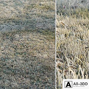 Frosty grass
