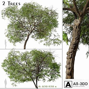 Set of Brazilian Pepper Tree (Schinus terebinthifolia) (2 Trees)