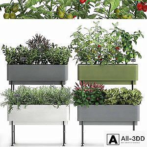 Collection of potted plants Kitchen garden, vegetables, tomatoes, peppers, herbs, Rosemary, lettuce, Lettuce, garden bed. Set 1059.