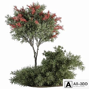 Red Crape Myrtle tree and Bush - Outdoor Garden Set 313