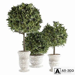 Outdoor Plants 02 - Plants in Concrete Pots