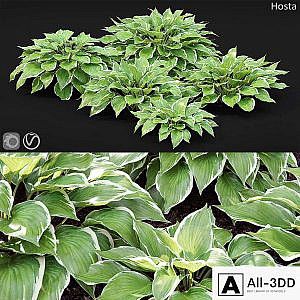 Hosta