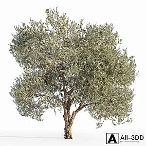 Olive tree 5