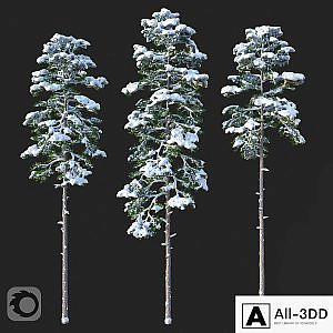 Pine. Set 02. Snow version