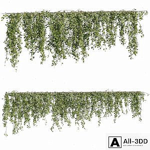 Ivy Plants 05