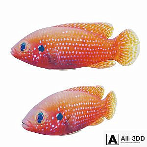 African jewel fish