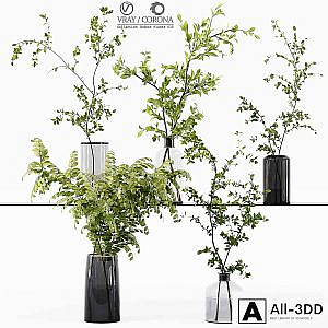 Collection Indoor Plants 015