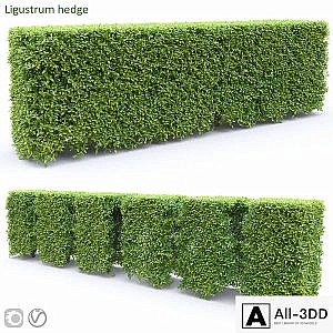 Ligustrum