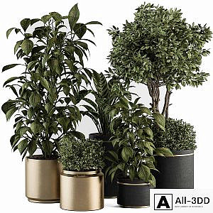 indoor Plant Set 378- Tree and Plant Set in pot