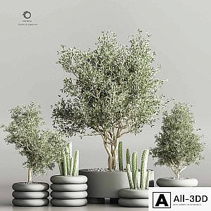 cactus & plant vol 06