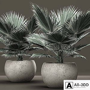 Bismarckia nobilis 2. fan palm, blue palm, brachea, bismarckia, concrete flowerpot