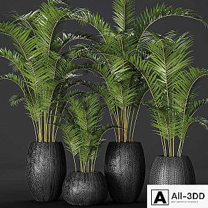 A collection of palms in pots 2. palm tree, flower, pot, bush, flowerpot
