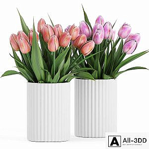 Flower Pack 250C Tulips