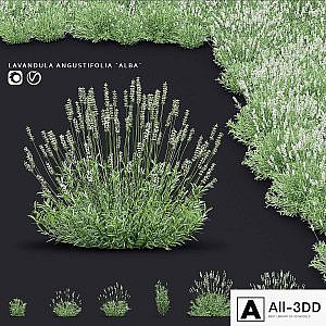 Lavender angustifolia flowers | Lavandula angustifolia Alba