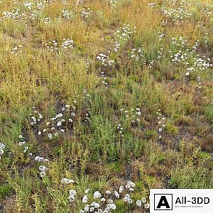 Meadow_10