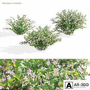 Weigela blooming 3 bush | Weigela florida