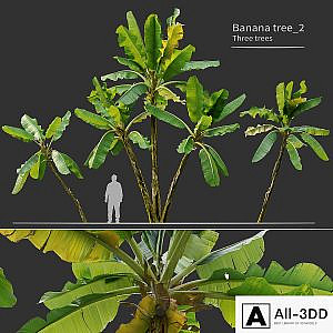 Banana tree_02