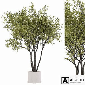 indoor plant set 31