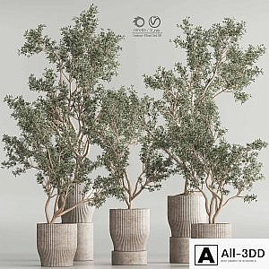 Indoor Plant Set 58