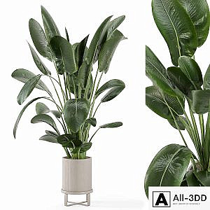 Indoor Plants in Ferm Living Bau Pot Large - Set 765