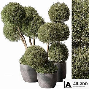 Outdoor Plant Set 414 - Topiary Ball Plant in Pot (Vray)
