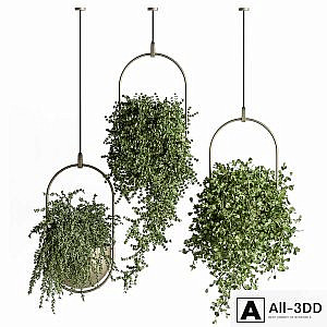 indoor Plant Set 410 - Hanging Plants