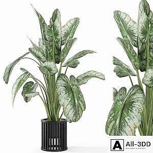 Indoor Plants in Metal Pot - Set 842