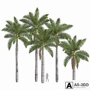 New Plant High detail Roystonea Regia Medium